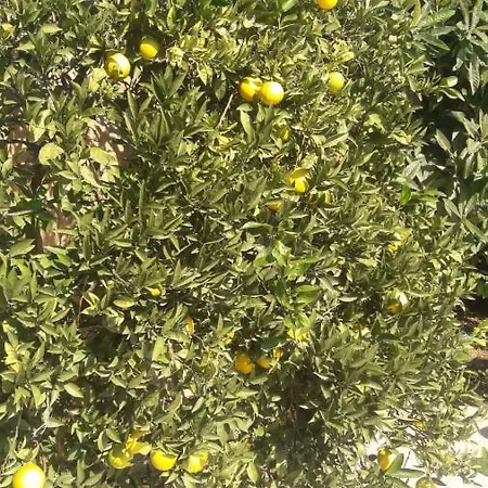 Hotel Dejavu Kemer Ξενοδοχείο